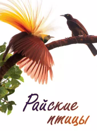 Райские птицы / Birds of Paradise